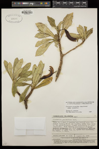 Clermontia grandiflora image