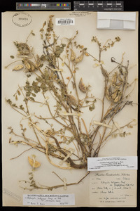 Astragalus lentiginosus var. platyphyllidius image