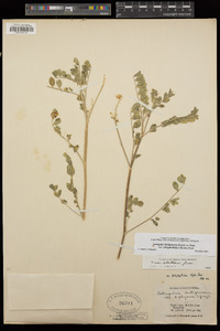 Astragalus lentiginosus var. platyphyllidius image