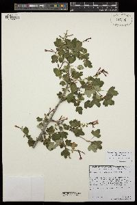 Ribes aureum var. gracillimum image