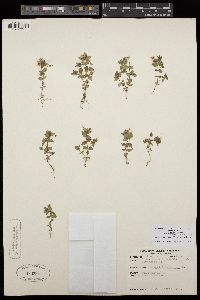 Lysimachia arvensis image