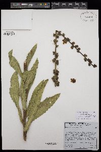 Verbascum virgatum image