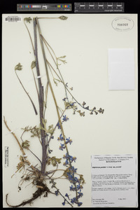 Delphinium parishii image