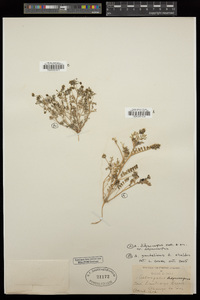 Astragalus didymocarpus image