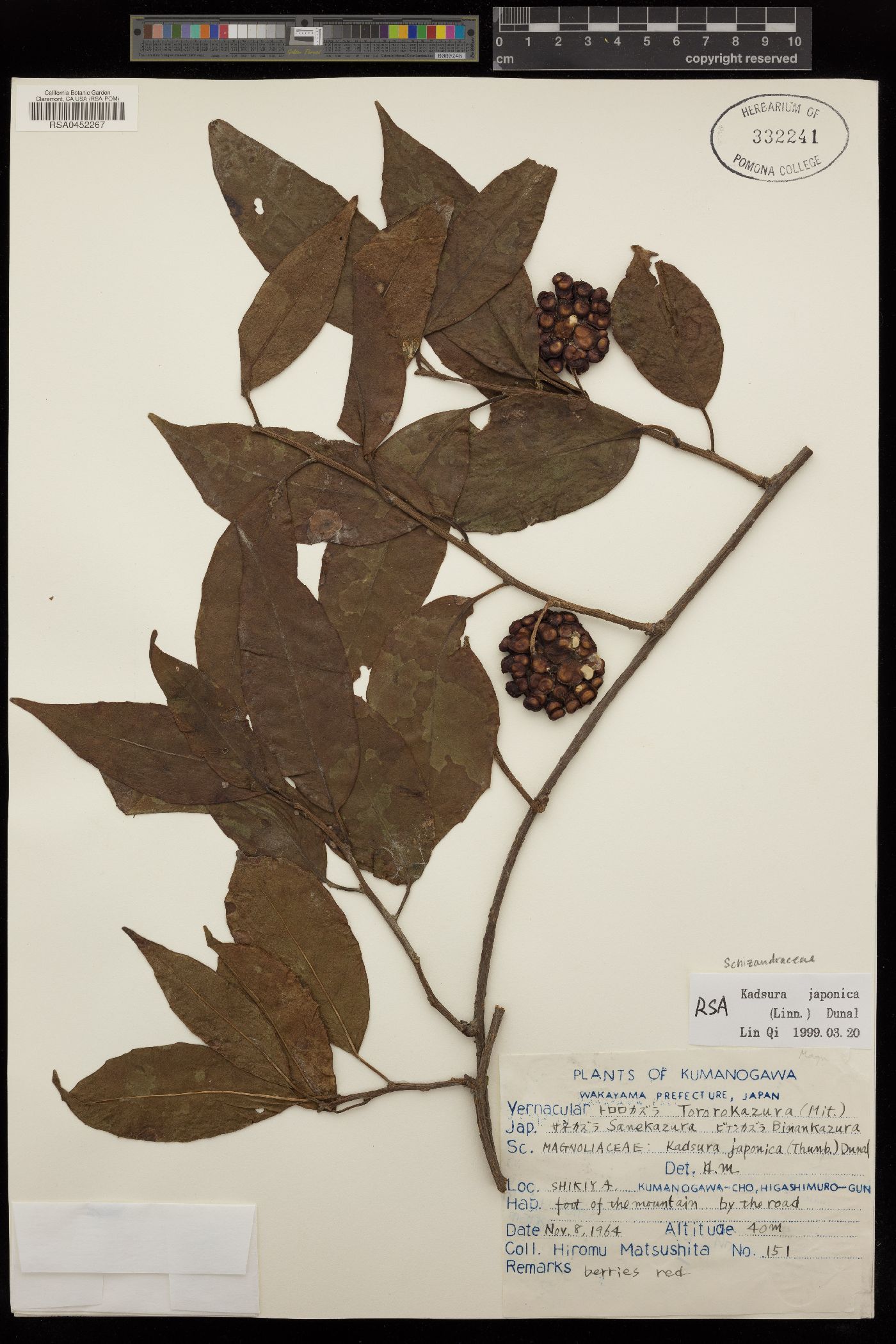 Schisandraceae image