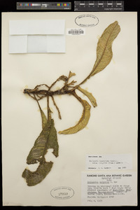 Rollandia lanceolata subsp. calycina image