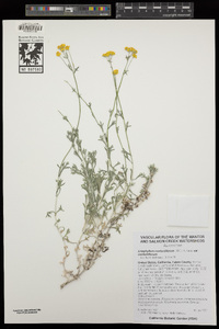 Eriophyllum confertiflorum image