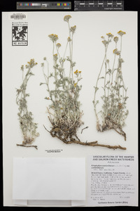 Eriophyllum confertiflorum var. confertiflorum image