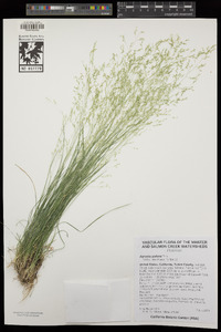 Agrostis pallens image