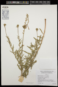 Oenothera suffrutescens image