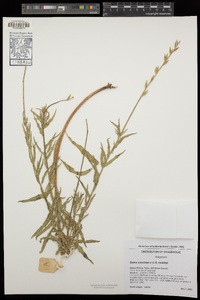 Oenothera suffrutescens image