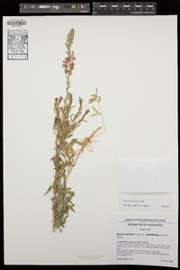 Oenothera suffrutescens image