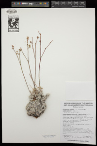 Eriogonum wrightii image