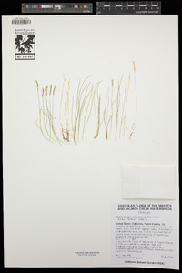 Muhlenbergia richardsonis image