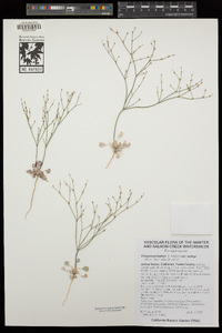 Eriogonum baileyi var. baileyi image