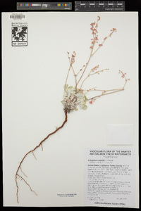 Eriogonum saxatile image