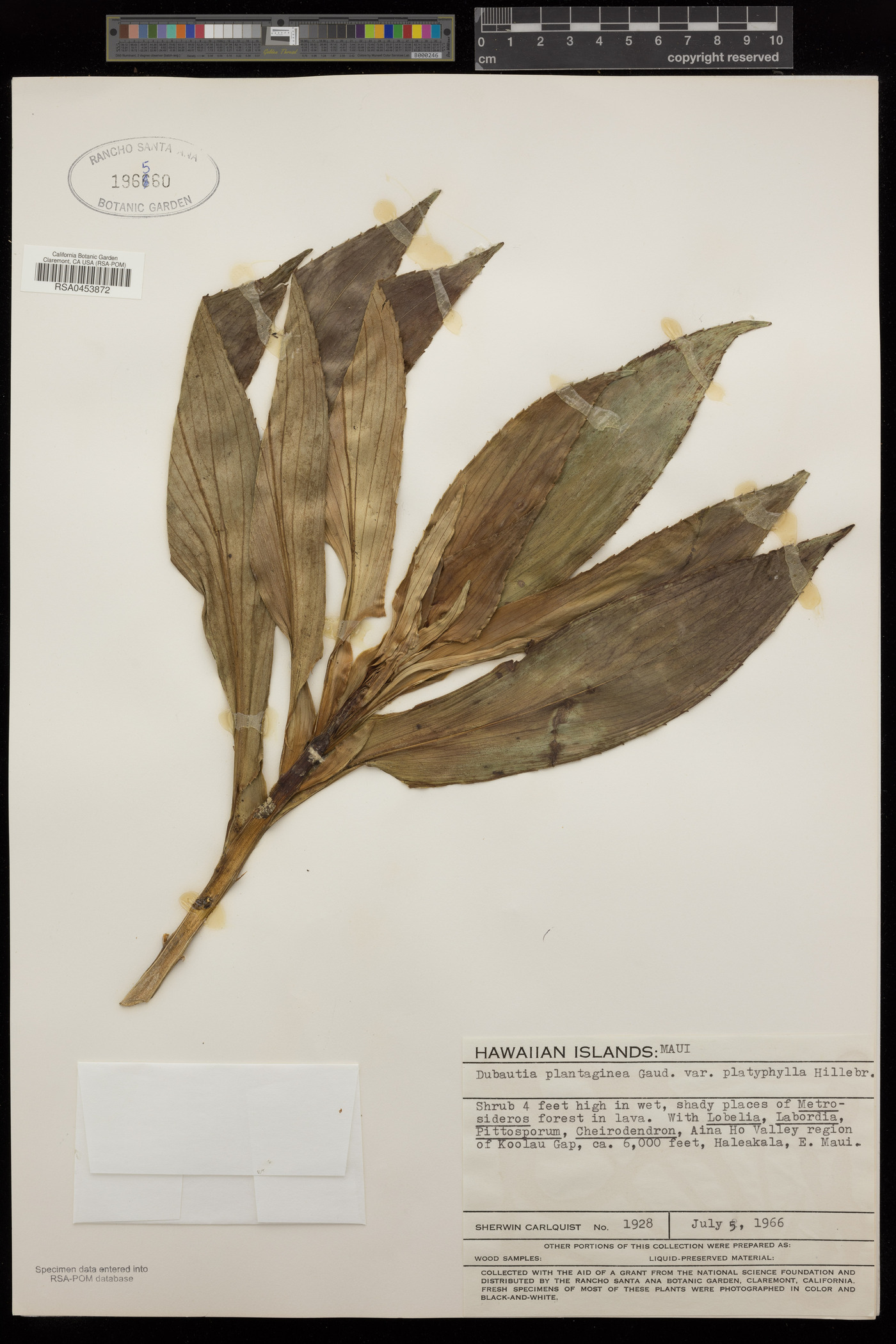 Dubautia plantaginea var. platyphylla image