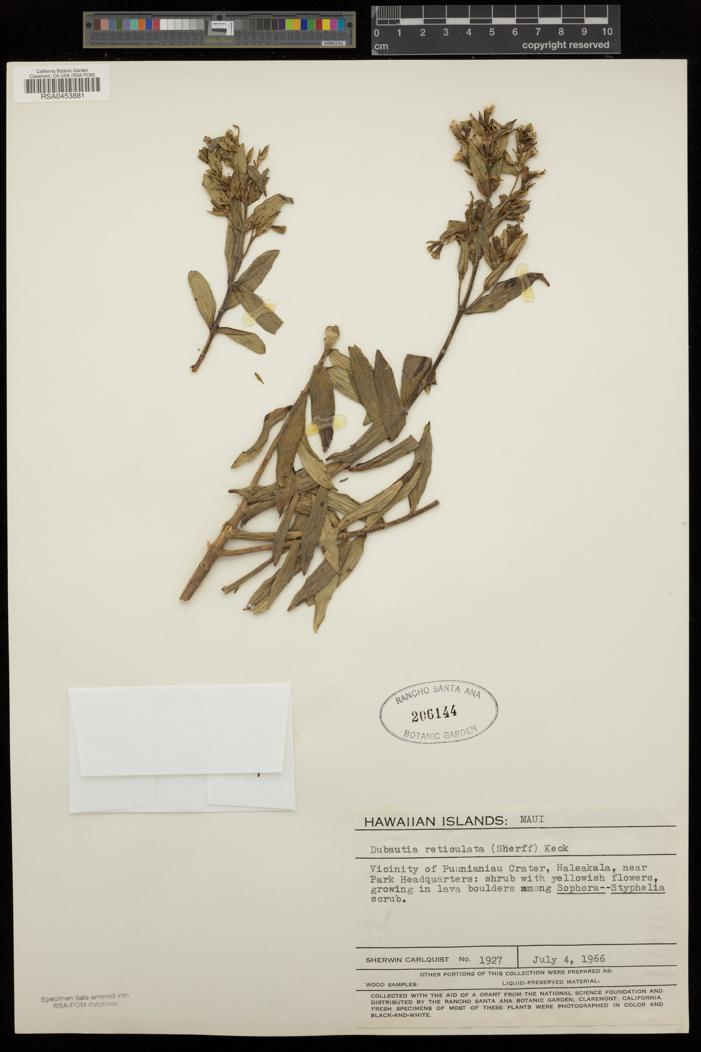 Dubautia reticulata image