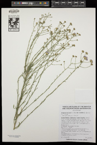 Erigeron breweri var. covillei image