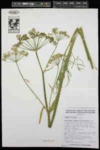 Angelica lineariloba image