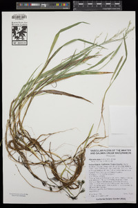 Glyceria elata image