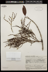 Korthalsella cylindrica image