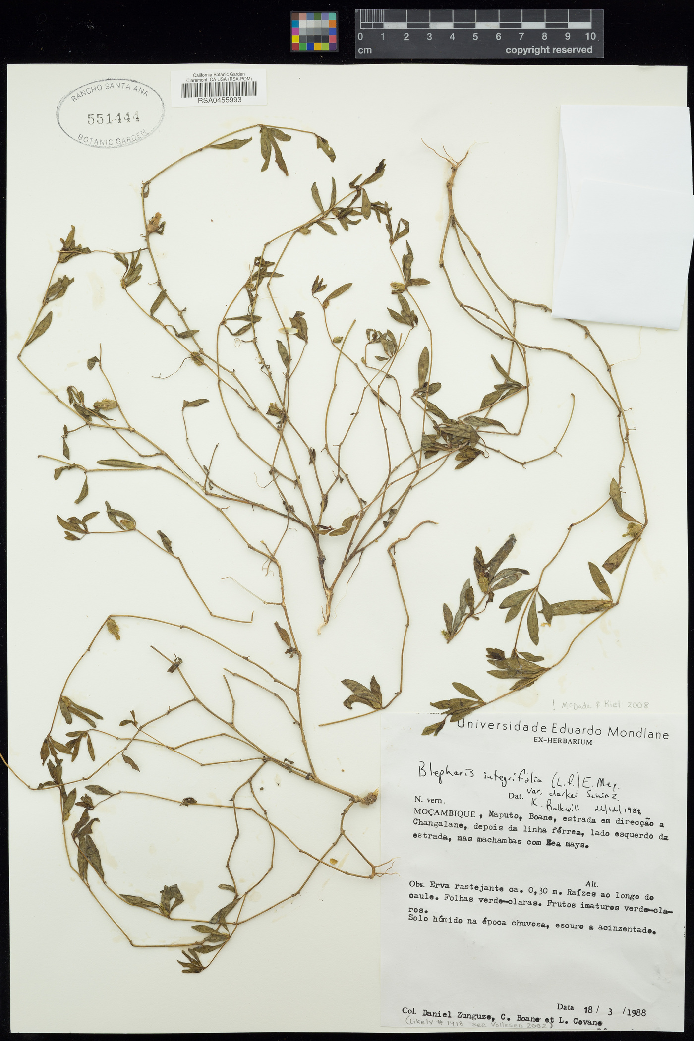 Blepharis integrifolia var. clarkei image