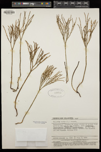 Psilotum nudum image