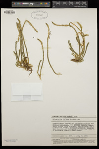 Selaginella deflexa image