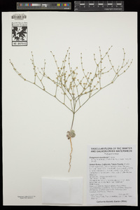 Eriogonum davidsonii image