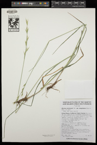 Bromus sitchensis image