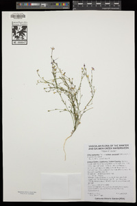 Gilia leptantha subsp. purpusii image