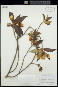 Image of Bowkeria verticillata