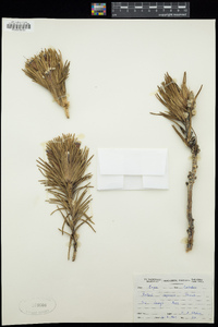 Retzia capensis image