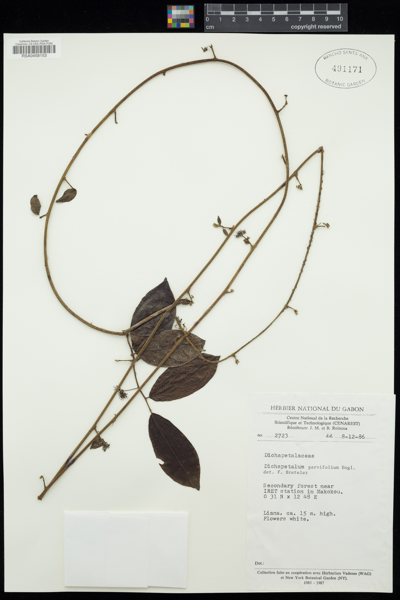 Dichapetalum parvifolium image