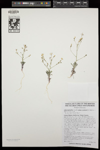 Gilia leptantha subsp. purpusii image