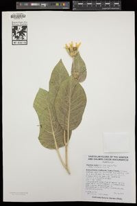 Agnorhiza ovata image