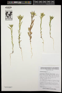 Collomia linearis image