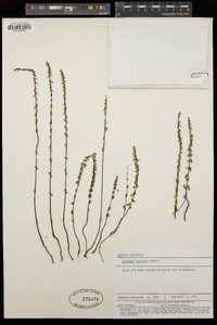 Lindsaea linearis image