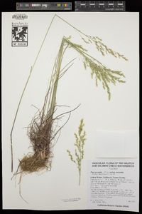 Poa secunda subsp. secunda image