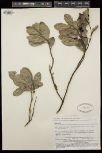 Image of Hedycarya parvifolia