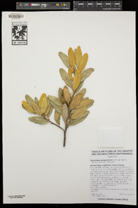 Chrysolepis sempervirens image