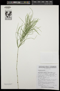 Equisetum arvense image