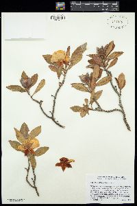 Hibbertia scandens image