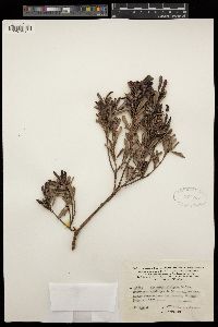 Image of Hibbertia altigena