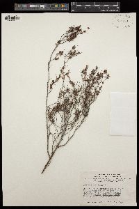 Hibbertia gracilipes image