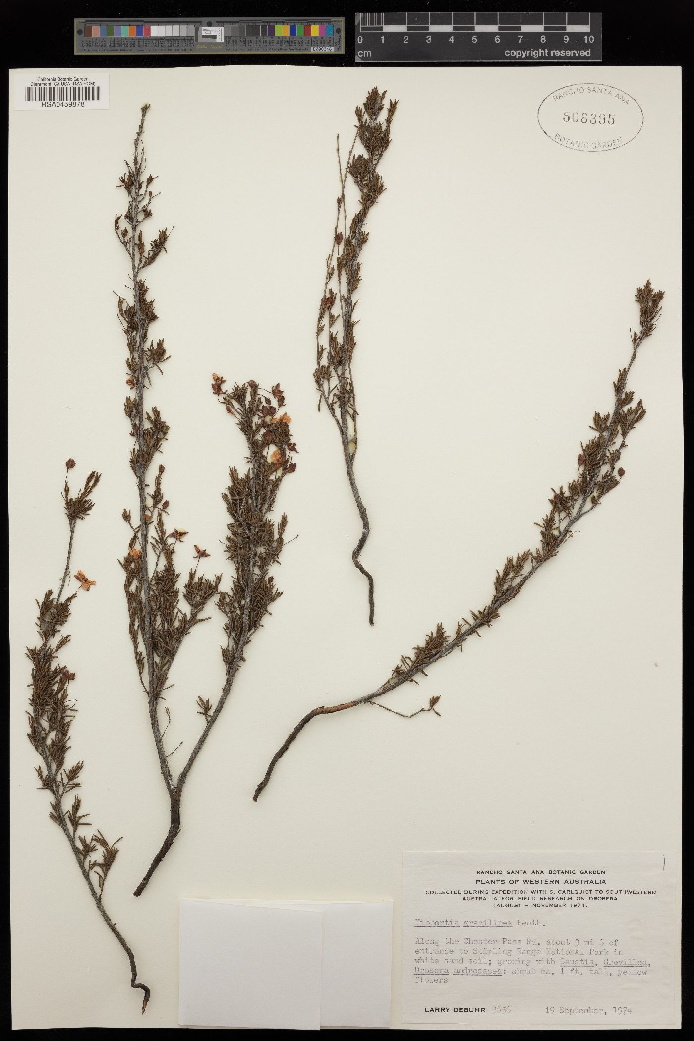 Hibbertia gracilipes image