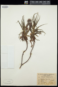 Roridula gorgonias image