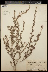 Hibbertia obtusifolia image