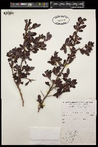 Hibbertia obtusifolia image